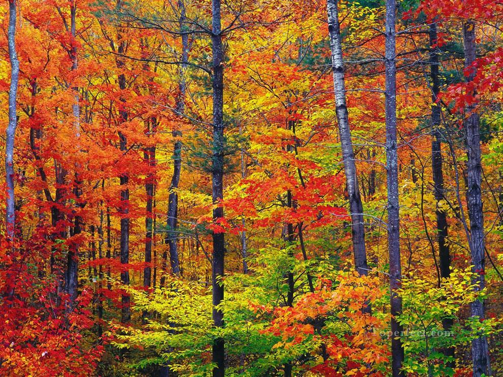 Helle Blätter im Herbst in New Hampshire fallen Ölgemälde
